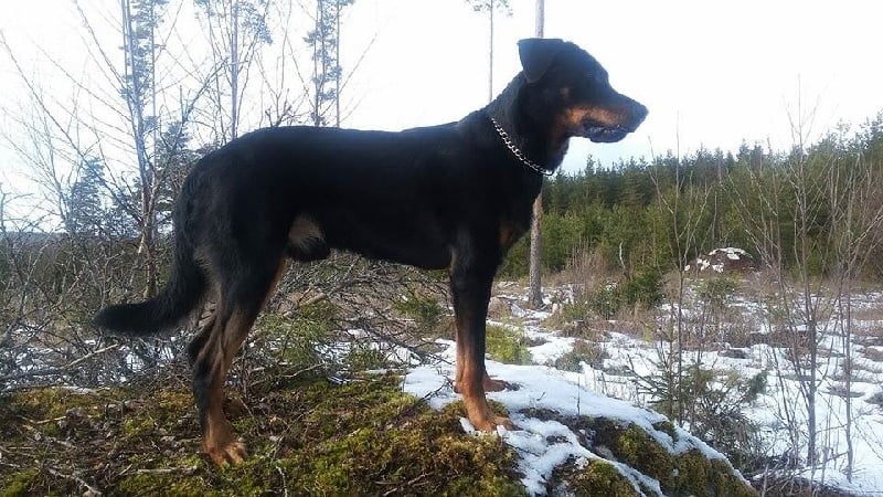 Publication : L'ami De La Campagne Auteur : ami de la campagne