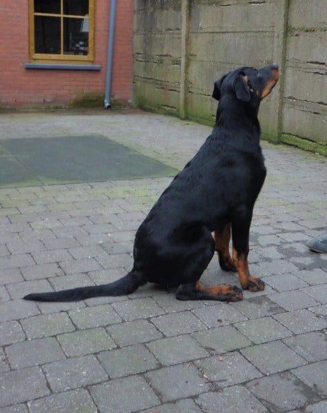 Publication : L'ami De La Campagne Auteur : l'Ami de la Campagne