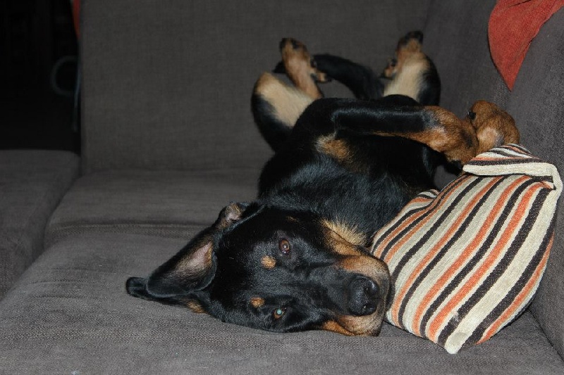 Publication : L'ami De La Campagne Auteur : l'Ami de la Campagne