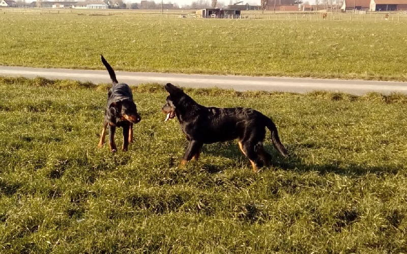 Publication : L'ami De La Campagne Auteur : ami de la campagne