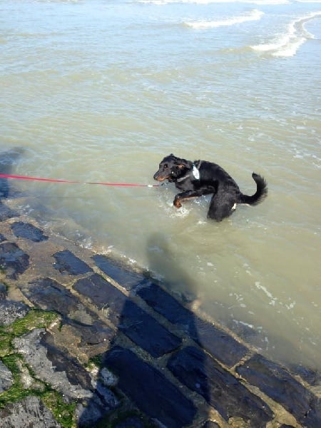 Publication : L'ami De La Campagne Auteur : l'Ami de la Campagne