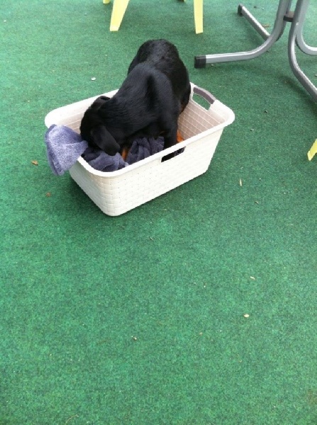 Publication : L'ami De La Campagne Auteur : l'Ami de la Campagne