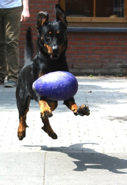 Publication : L'ami De La Campagne Auteur : l'Ami de la Campagne