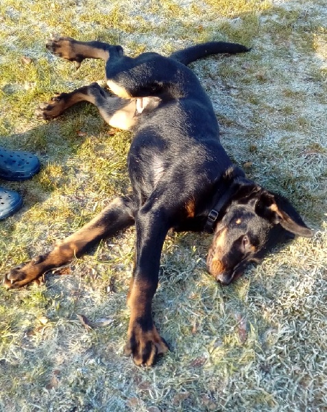 Publication : L'ami De La Campagne Auteur : 11 mois