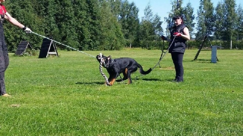 Publication : L'ami De La Campagne Auteur : ami de la campagne