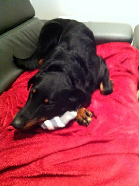 Publication : L'ami De La Campagne Auteur : l'Ami de la Campagne