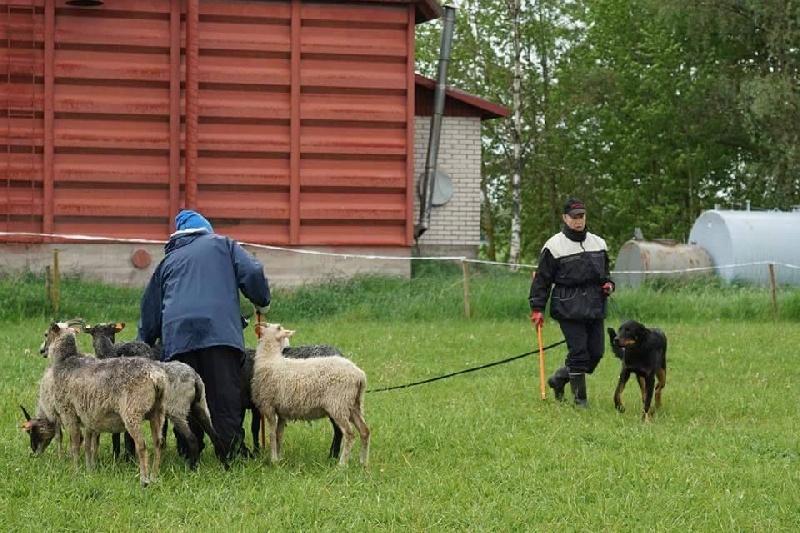 Publication : L'ami De La Campagne Auteur : ami de la campagne