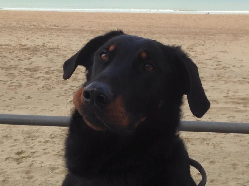 Publication : L'ami De La Campagne Auteur : l'Ami de la Campagne