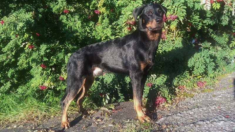 Publication : L'ami De La Campagne Auteur : ami de la campagne