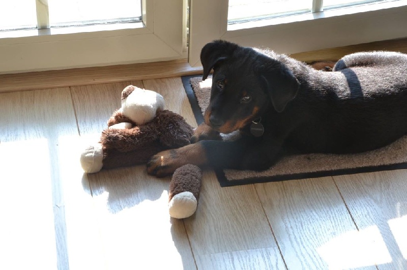 Publication : L'ami De La Campagne Auteur : ami de la campagne