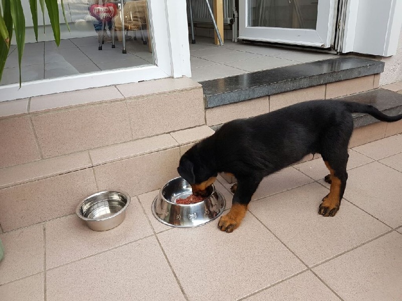 Publication : L'ami De La Campagne Auteur : ami de la campagne