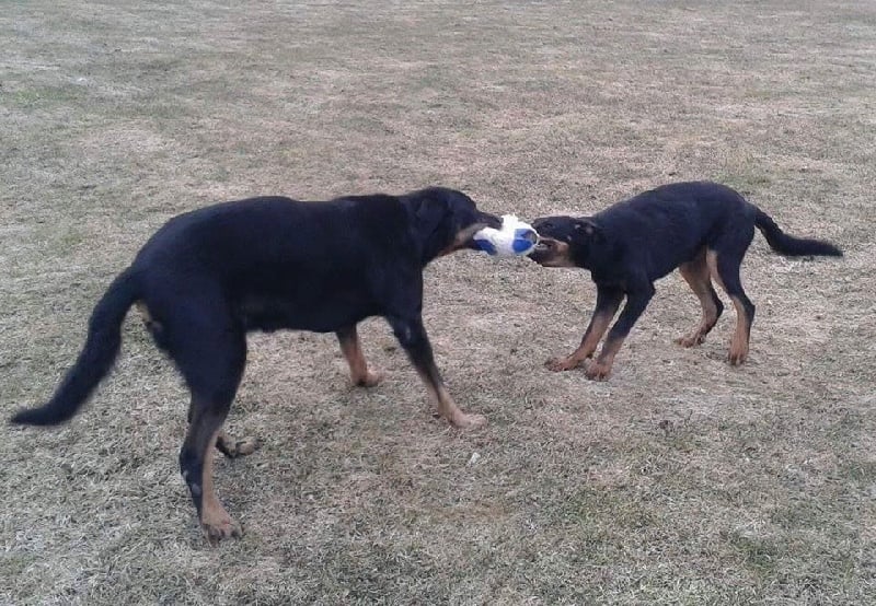 Publication : L'ami De La Campagne Auteur : ami de la campagne