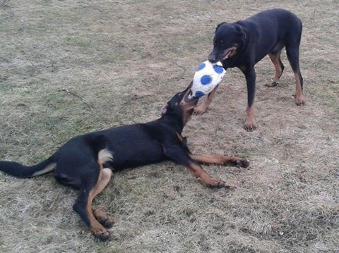 Publication : L'ami De La Campagne Auteur : ami de la campagne