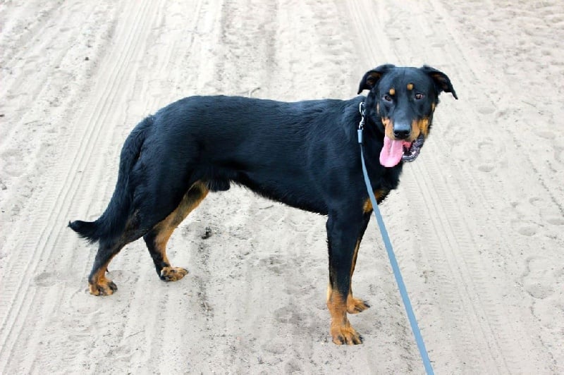 Publication : L'ami De La Campagne Auteur : l'Ami de la Campagne