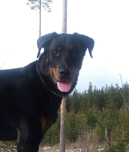 Publication : L'ami De La Campagne Auteur : ami de la campagne