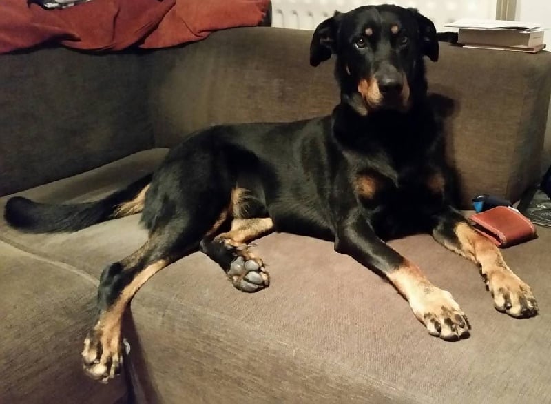 Publication : L'ami De La Campagne Auteur : l'Ami de la Campagne