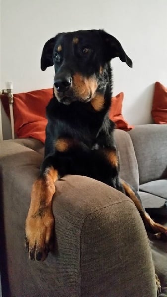 Publication : L'ami De La Campagne Auteur : l'Ami de la Campagne