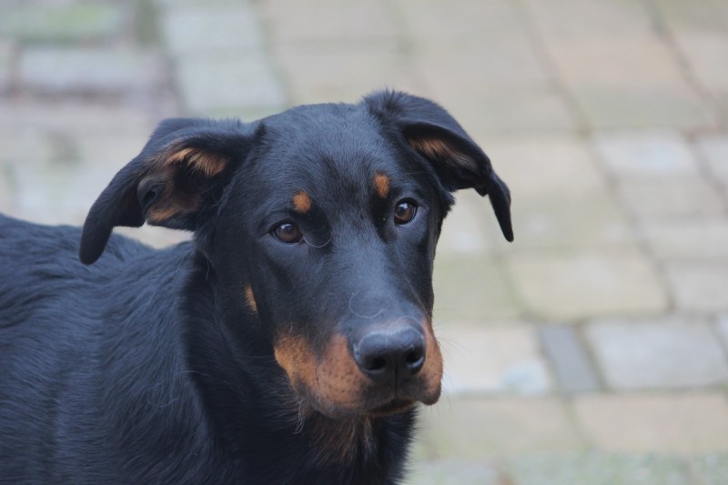 Publication : L'ami De La Campagne Auteur : l'Ami de la Campagne