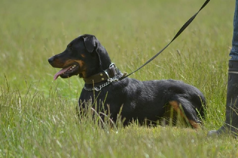 Publication : L'ami De La Campagne Auteur : ami de la campagne