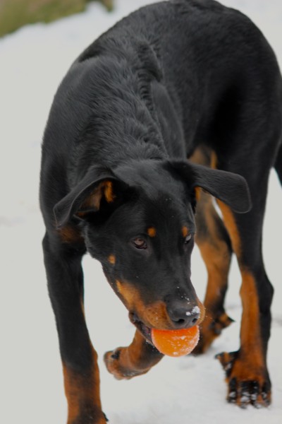 Publication : L'ami De La Campagne Auteur : l'Ami de la Campagne