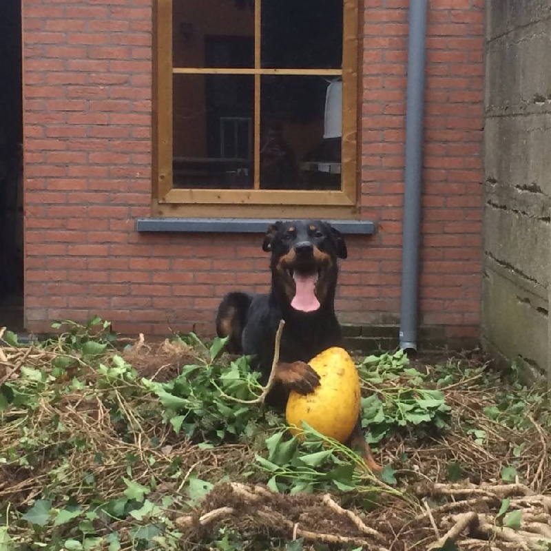 Publication : L'ami De La Campagne Auteur : l'Ami de la Campagne