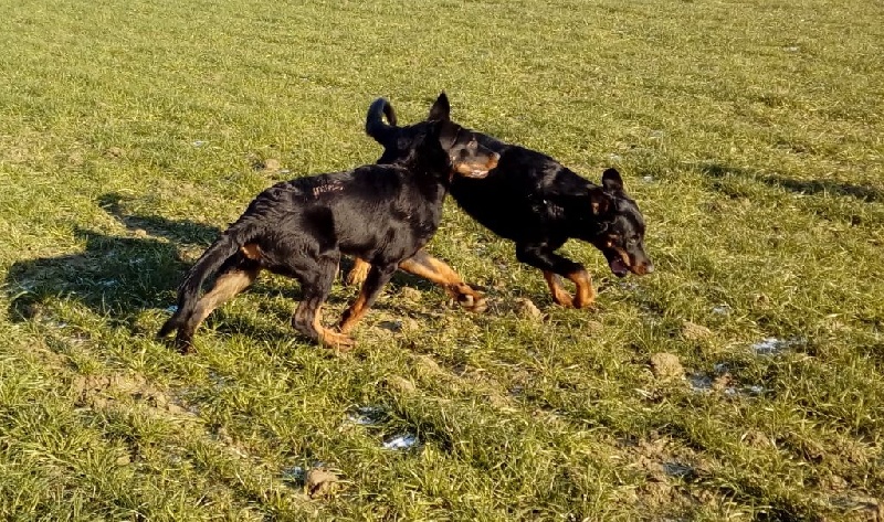 Publication : L'ami De La Campagne Auteur : ami de la campagne