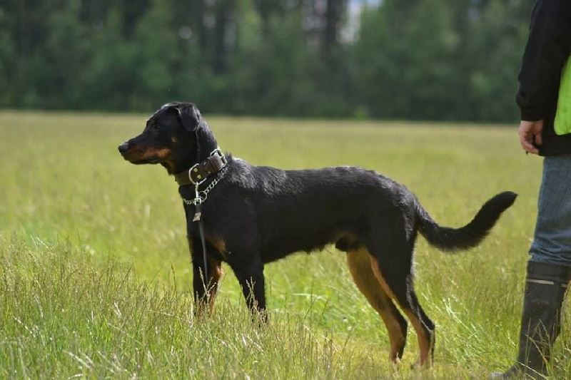 Publication : L'ami De La Campagne Auteur : ami de la campagne