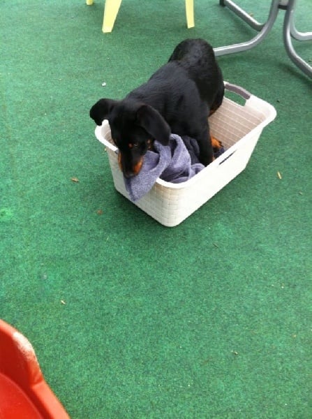 Publication : L'ami De La Campagne Auteur : l'Ami de la Campagne