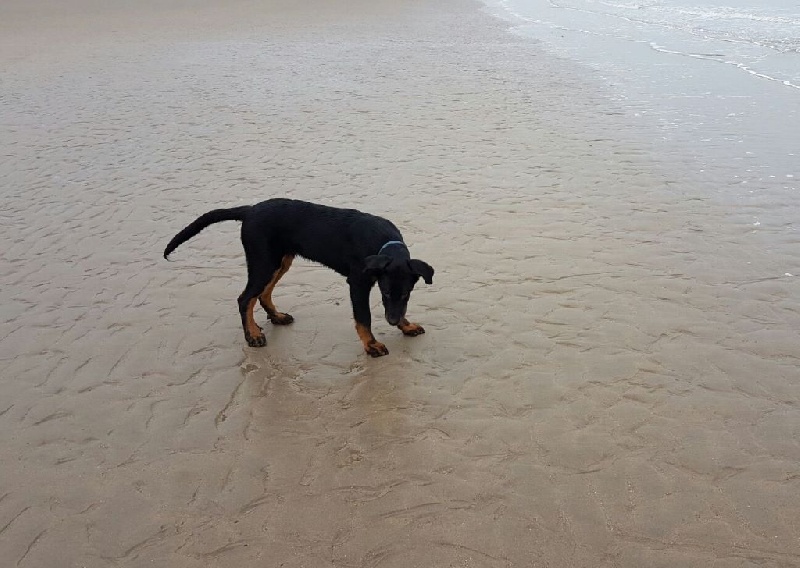 Publication : L'ami De La Campagne Auteur : ami de la campagne