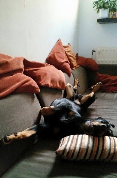 Publication : L'ami De La Campagne Auteur : l'Ami de la Campagne