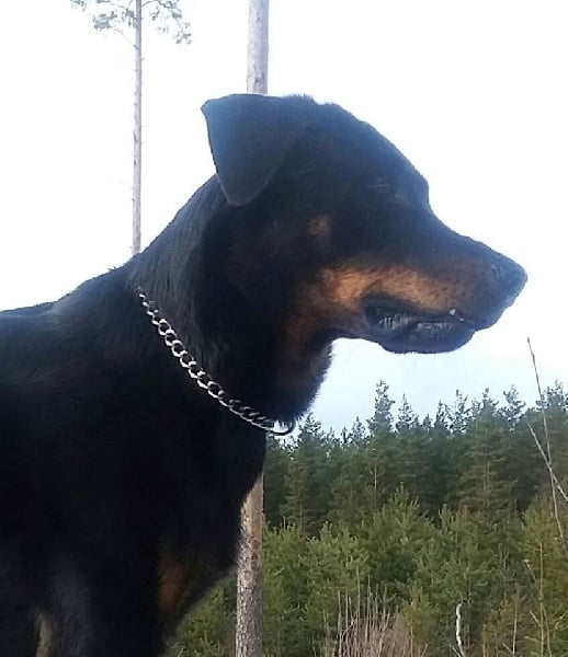 Publication : L'ami De La Campagne Auteur : ami de la campagne