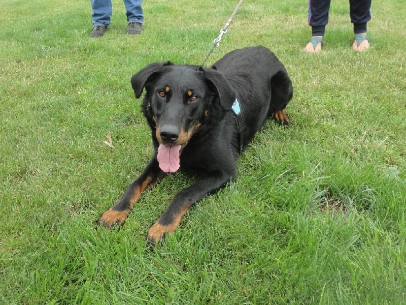 Publication : L'ami De La Campagne Auteur : l'Ami de la Campagne