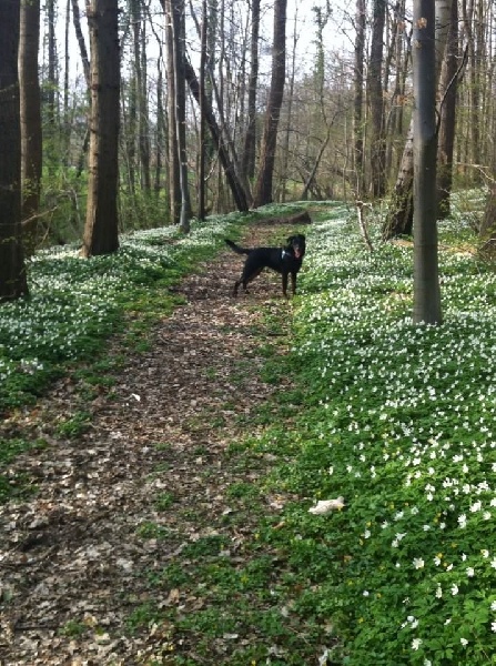 Publication : L'ami De La Campagne Auteur : l'Ami de la Campagne