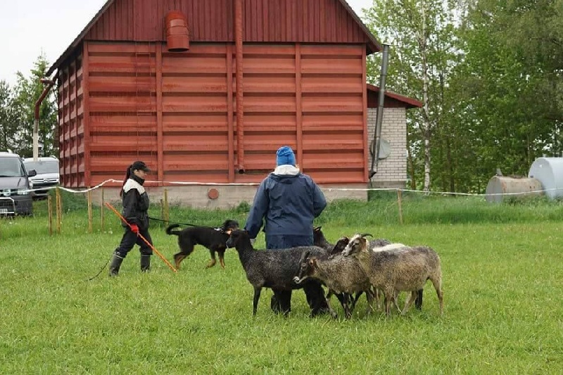 Publication : L'ami De La Campagne Auteur : ami de la campagne
