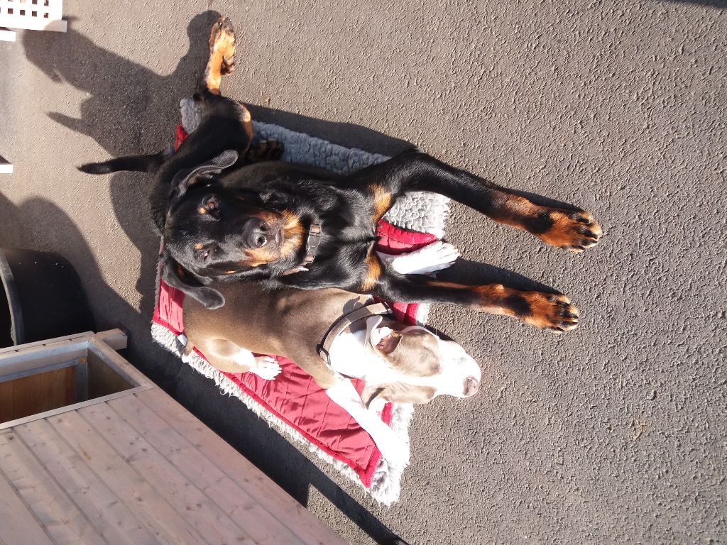 Publication : L'ami De La Campagne Auteur : 11 mois