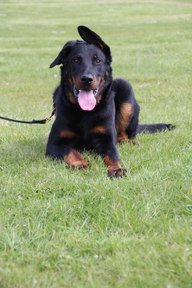 Publication : L'ami De La Campagne Auteur : ami de la campagne