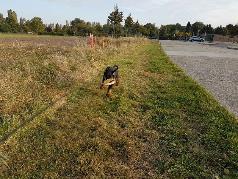 Publication : L'ami De La Campagne Auteur : ami de la campagne