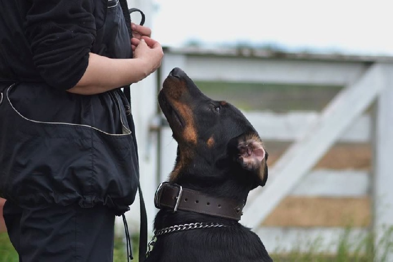 Publication : L'ami De La Campagne Auteur : ami de la campagne