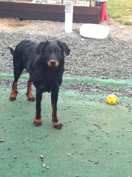 Publication : L'ami De La Campagne Auteur : l'Ami de la Campagne