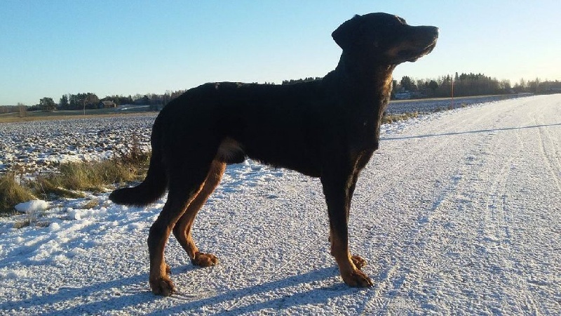 Publication : L'ami De La Campagne Auteur : ami de la campagne