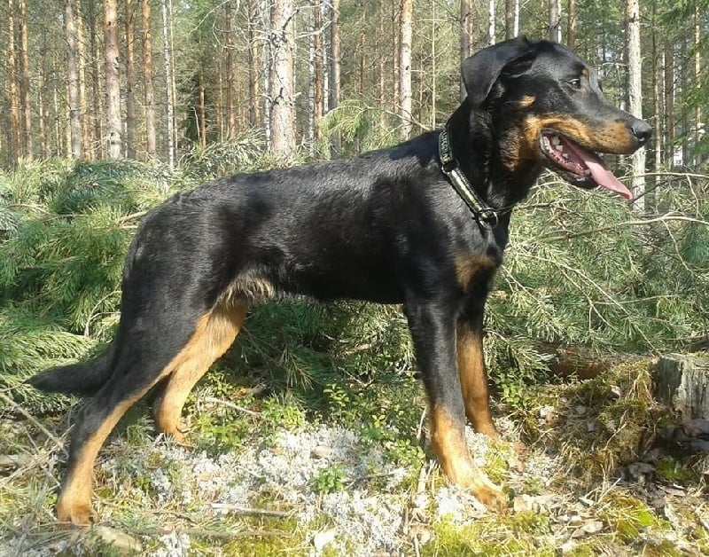 Publication : L'ami De La Campagne Auteur : ami de la campagne