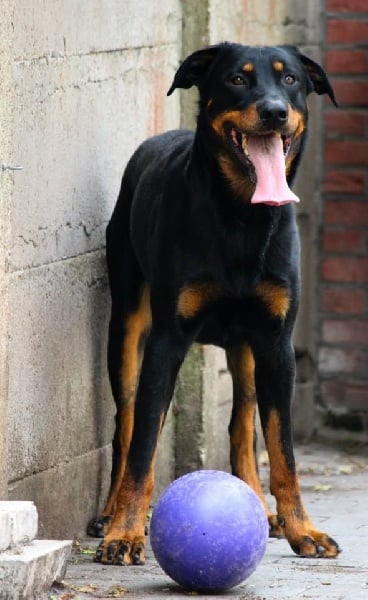 Publication : L'ami De La Campagne Auteur : l'Ami de la Campagne