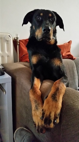 Publication : L'ami De La Campagne Auteur : l'Ami de la Campagne