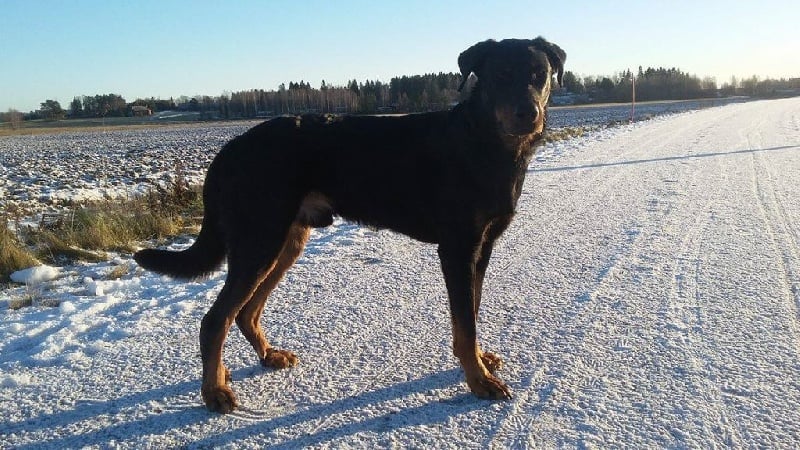 Publication : L'ami De La Campagne Auteur : ami de la campagne