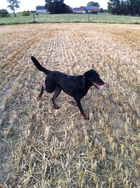 Publication : L'ami De La Campagne Auteur : l'Ami de la Campagne