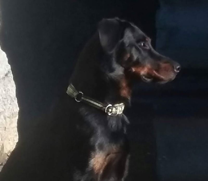 Publication : L'ami De La Campagne Auteur : ami de la campagne