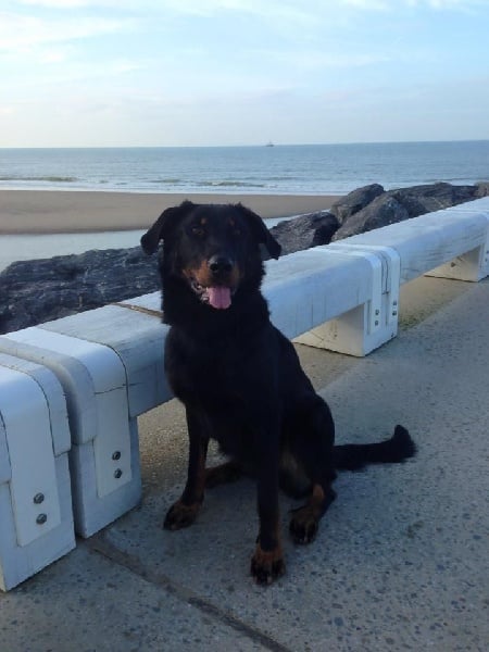 Publication : L'ami De La Campagne Auteur : l'Ami de la Campagne