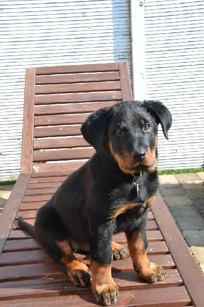 Publication : L'ami De La Campagne Auteur : ami de la campagne