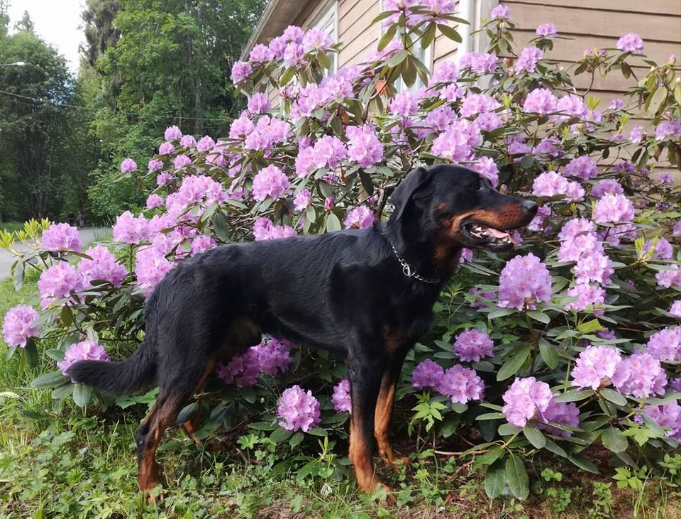 Publication : L'ami De La Campagne Auteur : ami de la campagne