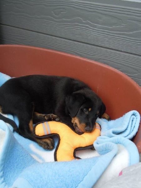 Publication : L'ami De La Campagne Auteur : l'Ami de la Campagne